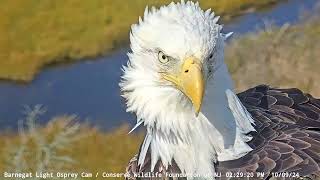 Barnegat Light Osprey Cam  Bald Eagle pair visit the nest  October 9 2024 [upl. by Paxton]