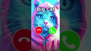 So cat new cat callringtne ringtone [upl. by Ecirrehs]