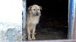 Rescue of a Sad Dog Who Forgot To Live  Howl Of A Dog [upl. by Esinaj]