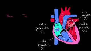 Comprendre la Systole et diastole [upl. by Chavey]