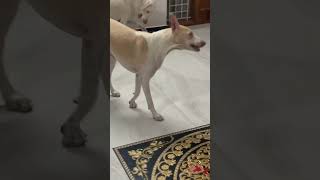 Podian and kushi playing rajapalayam nativebreeddogs comedyvideos funnyshorts pets [upl. by Llirpa]