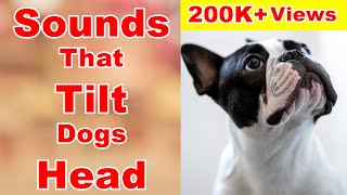 Sounds that makes dogs tilt their heads  sounds that dogs love [upl. by Eisej]