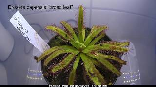 Drosera capensis quotbroad leafquot Zeitraffer time lapse fish food [upl. by Cocks]