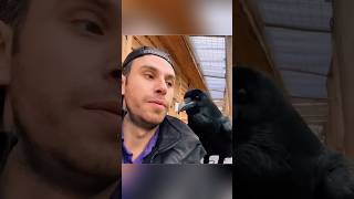 See How Intelligent Crows Really Are [upl. by Nennek670]