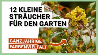 12 kleine Sträucher für Gärten mit wenig Platz [upl. by Chemar180]