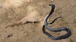 See how Mongoose defeat the huge Black Cobra [upl. by Ambrosi197]