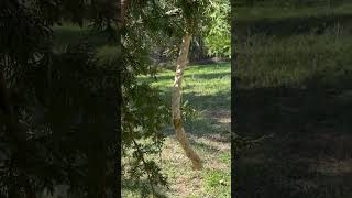 Mock scrape set up with a cedar branch and scent rope [upl. by Raouf447]