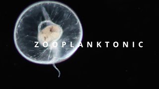 ZOOPLANKTONIC  plankton diversity [upl. by Ynnal]