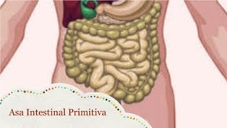 Asa Intestinal Primitiva [upl. by Slavin936]