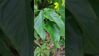 羊蹄甲 合果芋長柄合果芋 藤與芋 tree leaf tree leaf VID20240925084331 [upl. by Claybourne519]