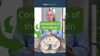 How Does the Midbrain Control Movement and Vision 🧠🔍 [upl. by Gerita]