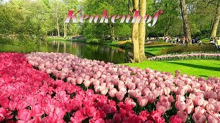 Keukenhof 2018  The most beautiful flower park in the world [upl. by Castora]