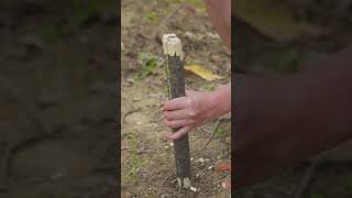 Creating fire out of candles and a wood stick then cook on it camping bushcraft outdoorsurvival [upl. by Girhiny539]