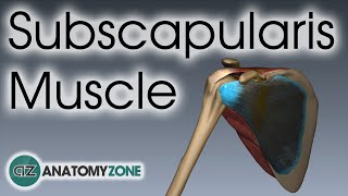 Subscapularis  Muscle Anatomy [upl. by Anairdna]