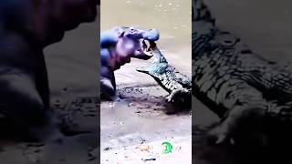 Hippo Vs Crocodile Big Fight [upl. by Drue268]