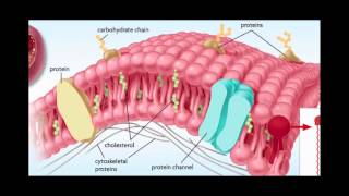 Cell Membranes Ligands Receptors and Phospholipids [upl. by Lerret]