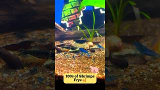 BlueBlackWild Shrimps Breeding Successful and got 100s of frys🥰😜fish shrimps shorts fishtank [upl. by Daveda552]