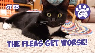 The Flea War Intensifies  S7 E5  Lucky Ferals Vlog  Life With 11 Cats  Cat Video Compilation [upl. by Nomla485]