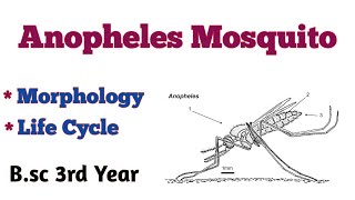 Anopheles Mosquito Bsc 3rd Year Life Cycle of Anopheles Mosquito Bsc 3rd Year UmeshBiology [upl. by Coltin]