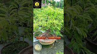 IMLI BONSAI PLANT🤩😲 ALL INDIA HOME DELIVERY🚚CONTACT  7439673169 homenursery bonsai shortvideo [upl. by Fonda]