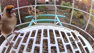 These Goldfinches Are Colourful Garden Birds [upl. by Assirahc]