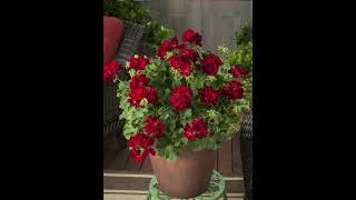 Geraniums  New types for every garden [upl. by Kayne122]