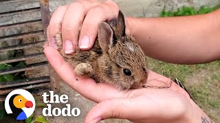 Family Of Tiny Bunnies Rescued From Storm Grate  The Dodo [upl. by Rabma]