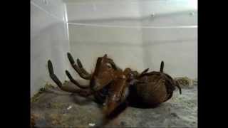 Theraphosa Blondi Molt and Leg Regeneration [upl. by Meador]