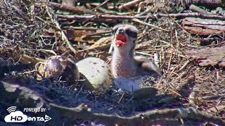 2018  Skidaway Osprey  Chick 1  Feeding [upl. by Judith]