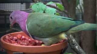 pink headed fruit dove [upl. by Arahsit106]