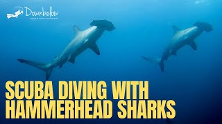 Diving with Hammerhead Sharks at Sipadan Sabah Borneo [upl. by Pfister]