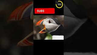 Amazing sound of a puffin [upl. by Kadner455]