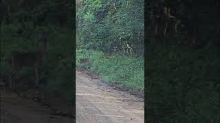 Beautiful whitetail deer crossing our country road [upl. by Wilfreda]