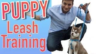 How to Train your NEW PUPPY to Walk on Leash [upl. by Ynohtnacram642]