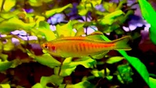 オレンジグリッターダニオ Glowlight Danio Celestichthys choprae [upl. by Aitnohs]