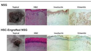 Humanized Mouse Models for Biomedical Research Selection and Experimental Implications [upl. by Guria]