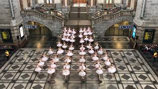 Het grootste Zwanenmeer in AntwerpenCentraal [upl. by Troc]