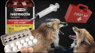 Using Ivermectin to Treat Foxes [upl. by Caroline]