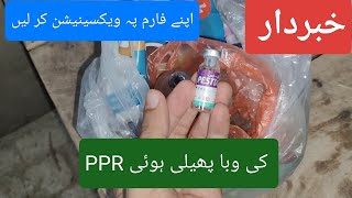 PPR vaccination for Goats  Detail information کاٹا کی ویکسین کر لیں [upl. by Caton]