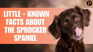 Sprocker Spaniel English Springer Spaniel amp Cocker Spaniel Mix Info And Facts [upl. by Baerl]