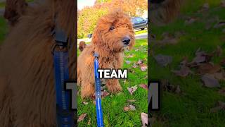 ✨️TEAM ROBLOX OR MINECRAFT PUPPY✨️ shorts puppy dog [upl. by Aimee946]