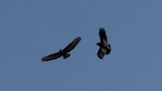 Aerial Combat… Buzzard vs Crow [upl. by Mahseh]