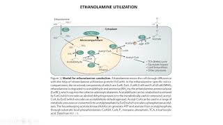 Ethanolamine Utilization [upl. by Milore]