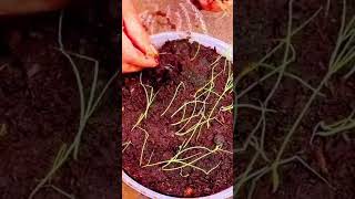 growing onions in Containers growing spring onions from seed how to grow onions in Containers [upl. by Leanard143]