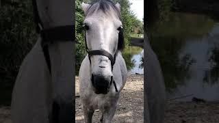 Kone majú cestičku stále zatopenú mini paddock paradise horse track system horse [upl. by Rogovy]