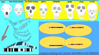 COLOR VISION IN CATARRHINE PRIMATES [upl. by Artined]