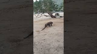 male komodo dragon walk a long the beach at komodo island [upl. by Rahal]