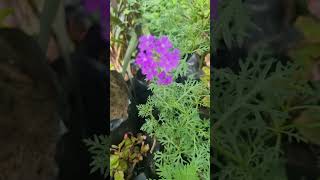 Purple Verbena garden flowers garden winterflower short tranding shortvideo viralvideo new [upl. by Mccord]