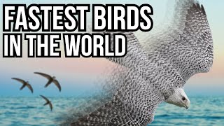 5 Of The Fastest Birds In The World [upl. by Atin587]