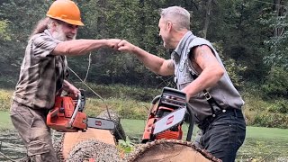 Chainsaws unite East Coast West Coast felling Hardwood [upl. by Trevar]